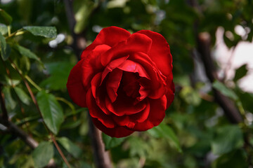 A red rose blooms in the garden. Close-up of a dark red rose against a background of bright green foliage. The blooming of a rose symbolizing beauty, love and romance during the day in natural light. 