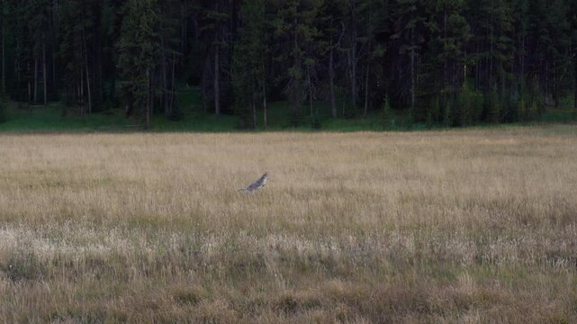 A young coyote pounces on his evening meal.