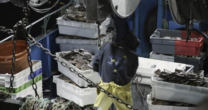 A fisher pulls cases of freshly caught scallops aboard a fishing boat