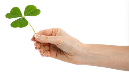  A hand holding a four-leaf clover.Isolated image on a white background for St. Patrick's Day