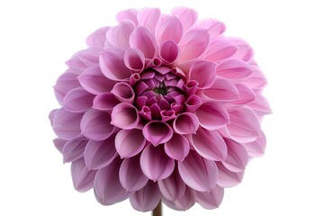 A close up of a pink flower against a white background