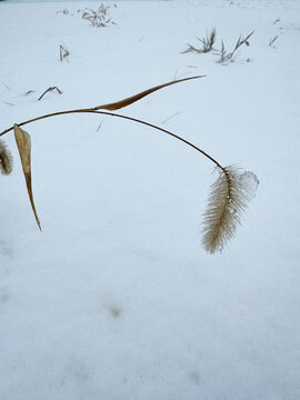 brown dogweed in the snow