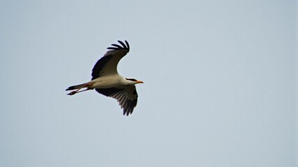 Obraz premium Stork in Flight
