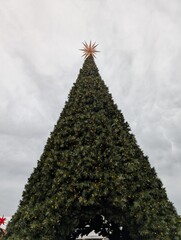 christmas tree of the sky