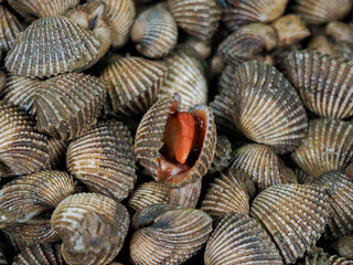 Pile of blood cockle ready to sale to customer in traditional market