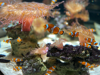 イソギンチャクとカクレクマノミの群れ