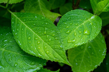 Green Leaves Adorned with Raindrops