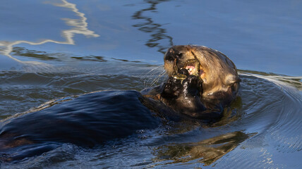 Fototapeta premium A Sea Otter eating a crab on the surface of the water