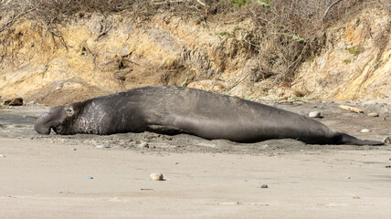 A large Elephant Seal Bull on the beach