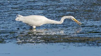 An Egret on the hunt in the water