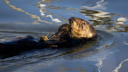 A Sea Otter eating a crab on the surface of the water
