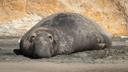 A large Elephant Seal Bull on the beach