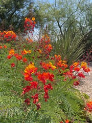 Mexican Bird of Paradise