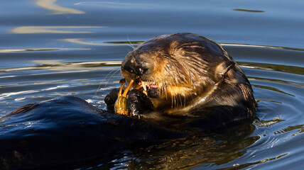 A Sea Otter eating a crab on the surface of the water