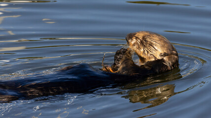 A Sea Otter eating a crab on the surface of the water