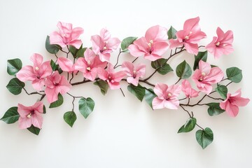 Fototapeta premium A clean, simple arrangement of fresh pink Bougainvillea flowers and green leaves on a pure white backdrop.