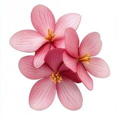 Fototapeta premium Pink flowers, studio shot, white background, floral design (10)