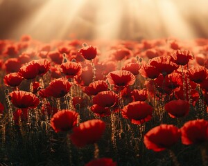 Obraz premium Sunlit poppy field at sunrise.