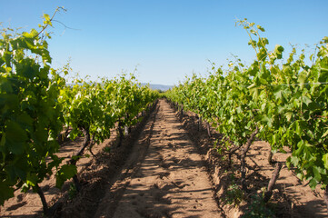 Naklejka premium Green vineyard. Lines of growing leafy vine.