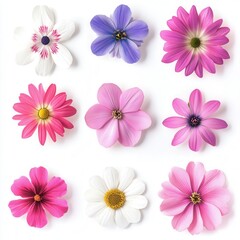 Nine colorful flowers, studio shot, white background, floral design