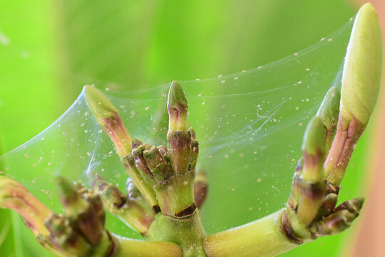 Spider mite infestation on an indoor plant.