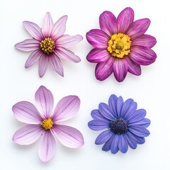 Obraz premium Four flowers, white background, flatlay, design