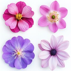 Obraz premium Four pink flowers, studio shot, white background, design
