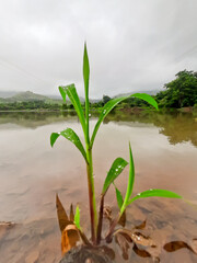 Green Young plant sprout growing in rich red soil in the morning against a cloudy sky and water lobby nature background.