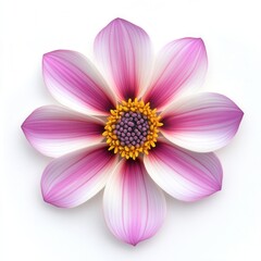 Obraz premium Pink dahlia blossom, white backdrop, floral design
