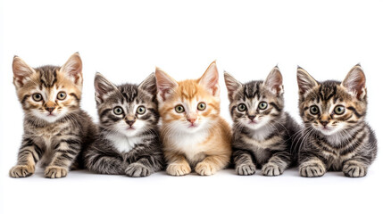 Funny domestic cats and kittens isolated on white. Vector version also available