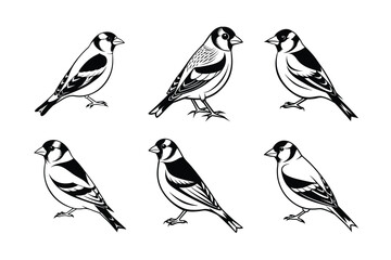 Goldfinch silhouette black set isolated on transparent background