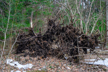 Root system of massive fallen tree