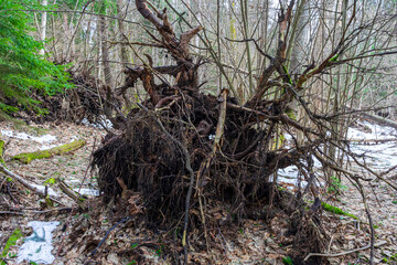 roots of the dead tree