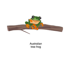 Australian tree frog