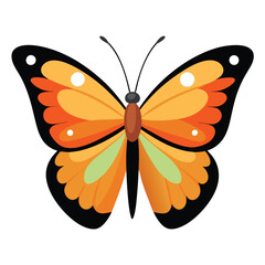 butterfly on white background
