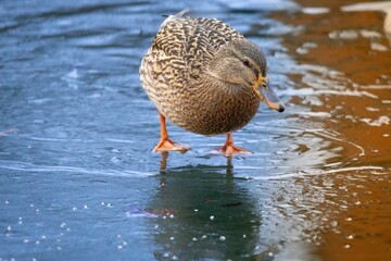 Mallard Duck on Frozen Pond