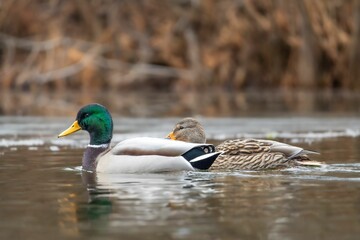 Mallard ducks on a tranquil lake