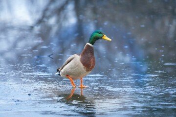 Mallard Duck on Frozen Pond