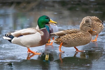 Mallard ducks walking on a frozen lake.