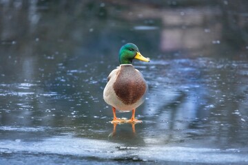 Mallard duck standing on frozen lake surface with reflection.