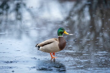Mallard duck on frozen pond
