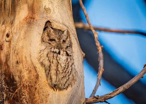 Eastern Screech Owl Grey Morph