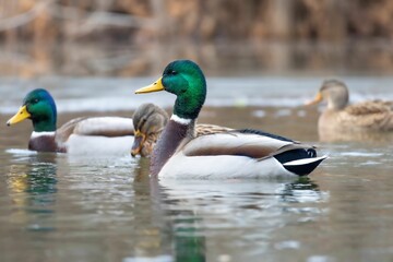 Obraz premium Close-up of mallard ducks swimming in a serene pond.