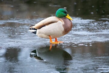 Mallard duck on icy water.