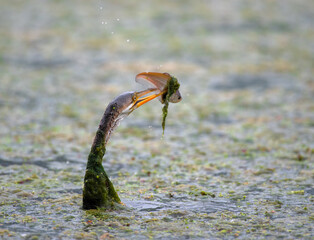 Close up of darter or snakebird catching a fish. Selective focus.