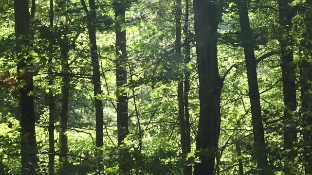 A bright green and lush forest with tree branches and leaves moving in the wind.