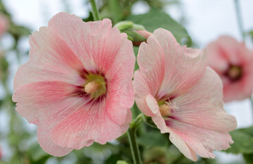 Beautiful pink mallow flowers. Close-up. Copyspase
