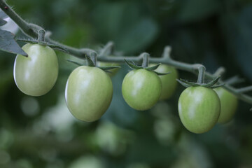 Green tomatoes ripen on the branch. Vegetables in the greenhouse. Vitamins. Close-up.