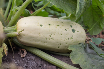 Zucchini fruit. With diseases from heat. Vegetables in the garden. Vitamins. Close-up. Copyscape