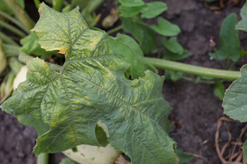 Zucchini leaves curled from heat. Vegetable diseases. Vitamins in the garden. Close-up. Copyscape